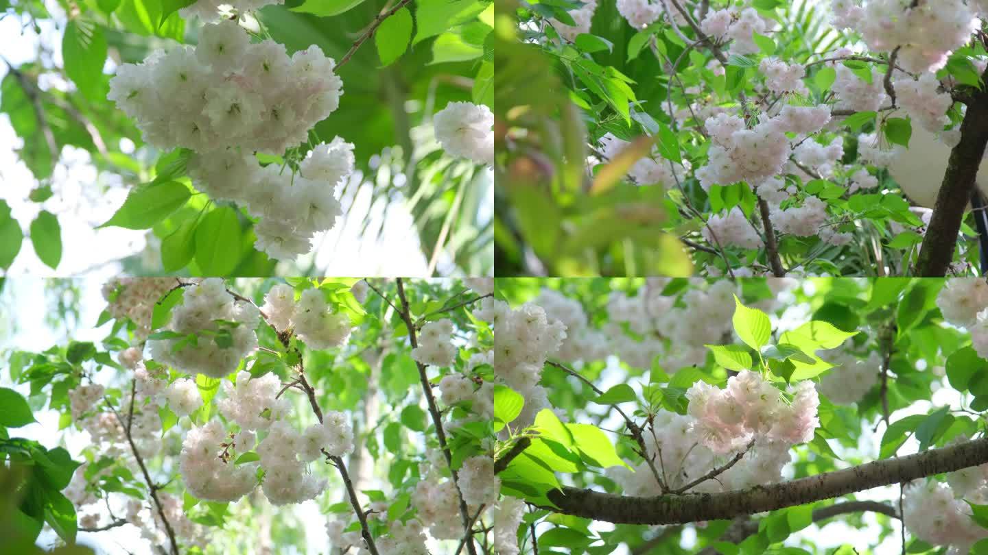 樱花 白色樱花 东京樱花 清新 鲜花