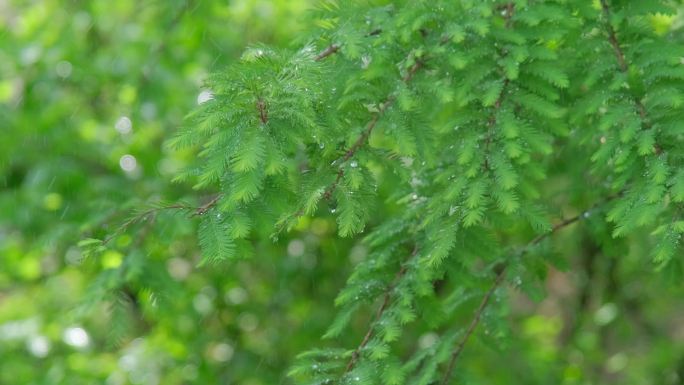 雨水 清明 谷雨下雨 浇水绿化植物雨滴