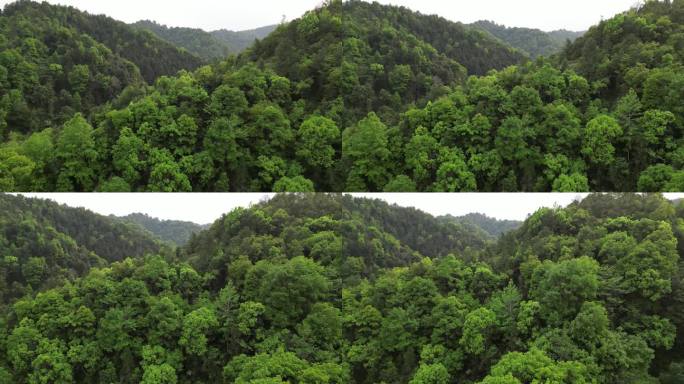 绿水青山  茂密丛林