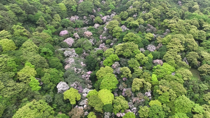 梧桐山杜鹃花