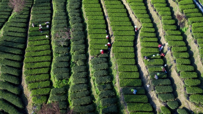 山区茶园采茶茶叶绿茶红茶茶山