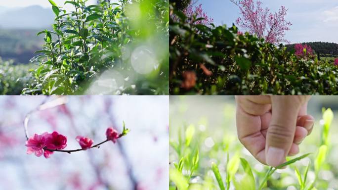 茶园茶山桃花树下茶园采茶茶叶嫩芽特写