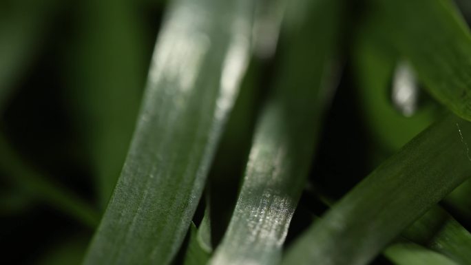 韭菜 韭菜特写，新鲜蔬菜展示