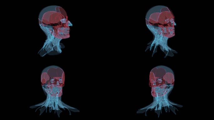 颅部肌肉 头部肌肉头骨脑部面部五官科9