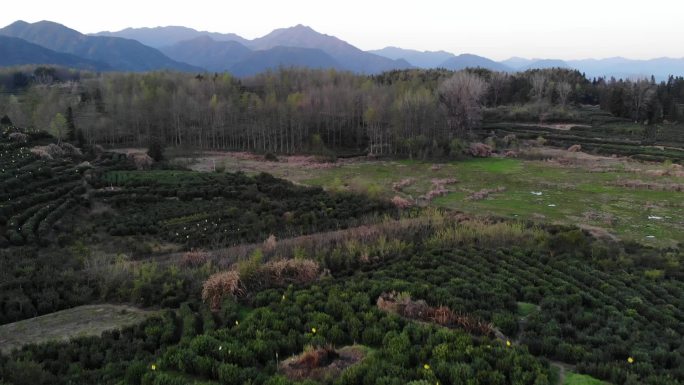 皖南徽州黟县黄村古村落的茶叶地