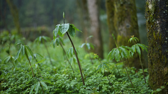 原始山林植物生长中药材种植重楼生长