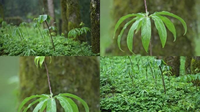 原始山林植物生长中药材种植重楼生长