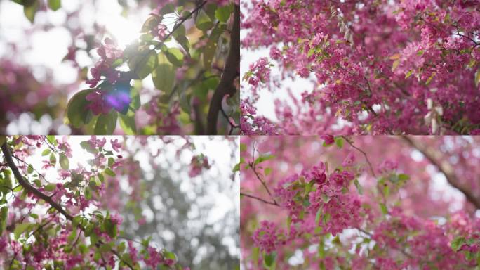 海棠花 鲜花 春天空镜 花朵 春暖花开