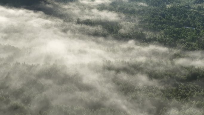 森林俯拍云雾弥漫