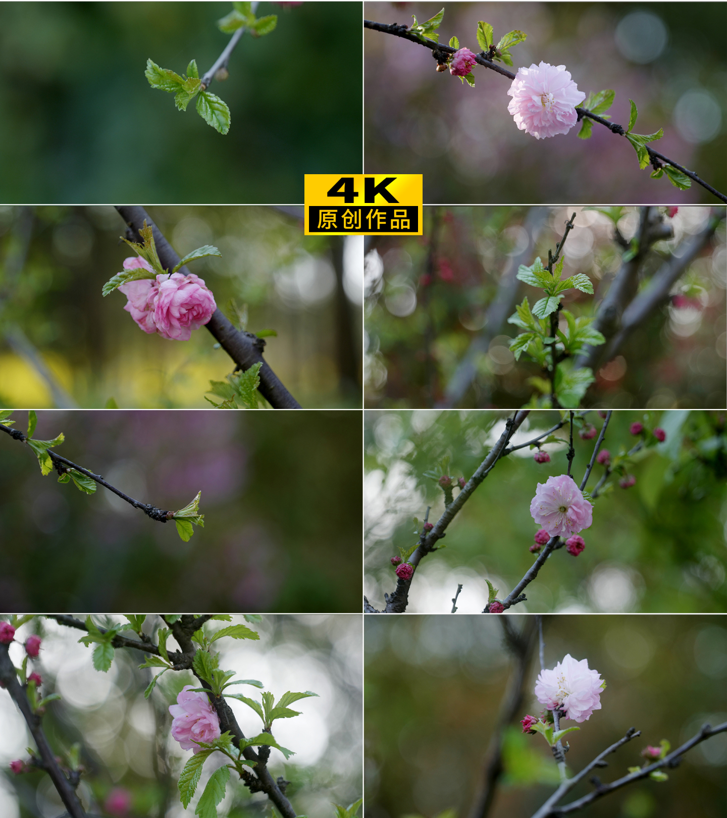 榆叶梅春暖花开新枝嫩芽实拍