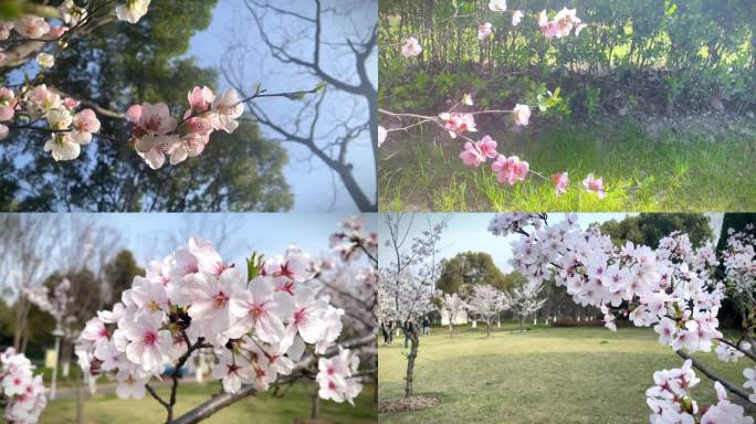 樱花梅花