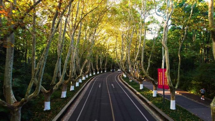 南京梧桐大道晨光钟山景区陵园路中山陵风景