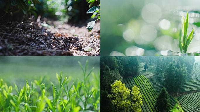 云海茶海茶叶新茶嫩芽茶叶大特写