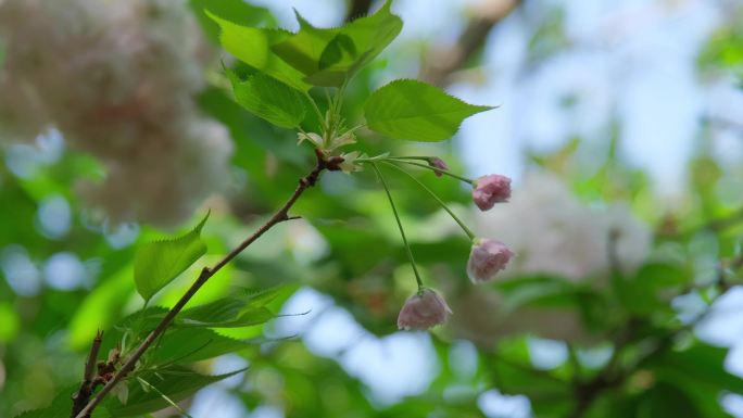 樱花 白色樱花 东京樱花 清新 鲜花3