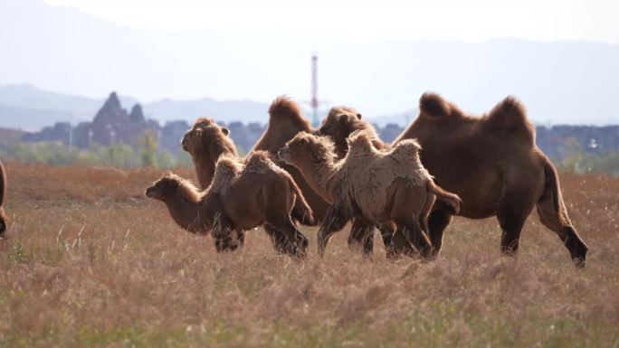 草原上的骆驼，内蒙古双峰驼，驼群前进