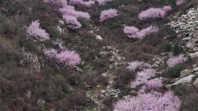 2024西安蓝田秦岭春天三凤山桃花沟航拍