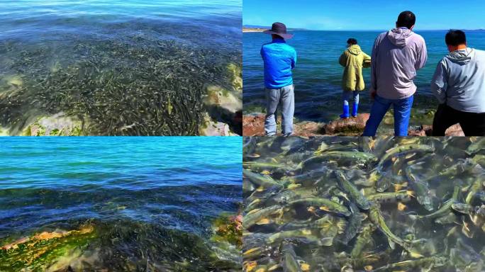 青海湖湟鱼洄游