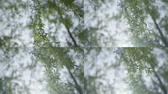 【6K50帧升格】 唯美 空镜 柳树