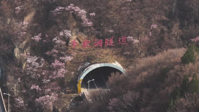 2024年西安地标九灞路春暖花开山桃花