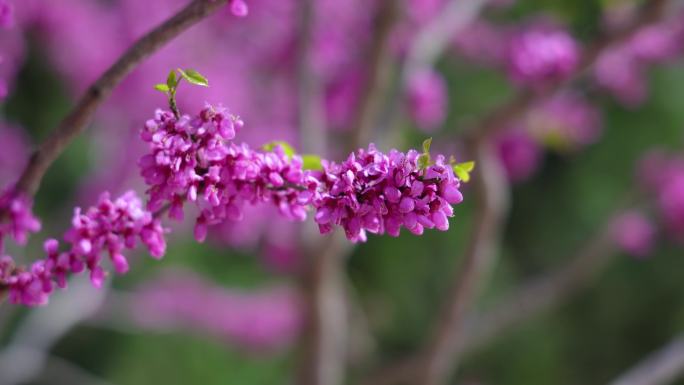 紫荆花 紫荆 紫荆树 公园