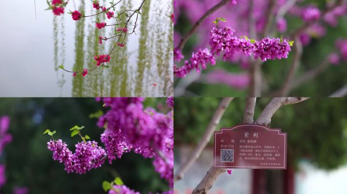 紫荆花 紫荆 紫荆树 公园