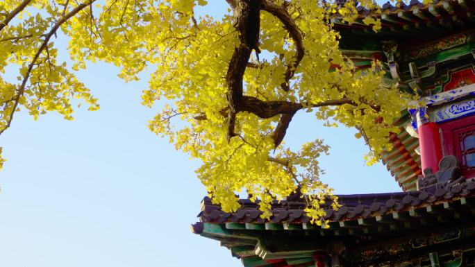 花果山 银杏 寺庙 佛寺 连云港