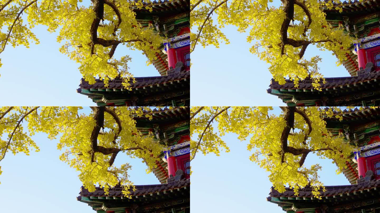 花果山 银杏 寺庙 佛寺 连云港