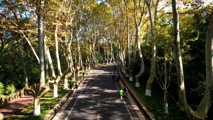 南京梧桐大道晨光钟山景区陵园路中山陵风景