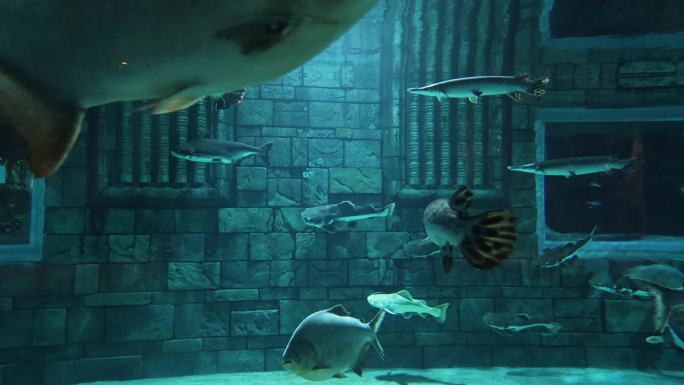 海洋乐园水族馆海底世界鱼群游过