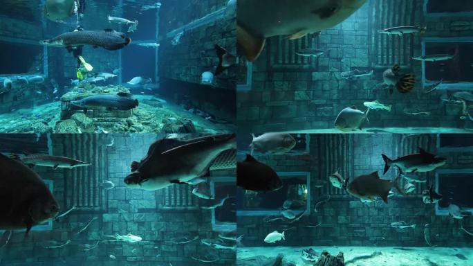 海洋乐园水族馆海底世界鱼群游过