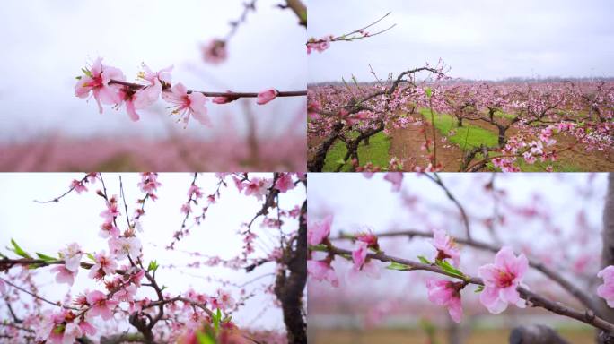 4K桃花盛开桃林