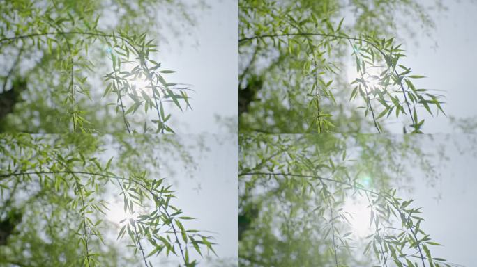 【6K50帧升格】 唯美 空镜 柳树