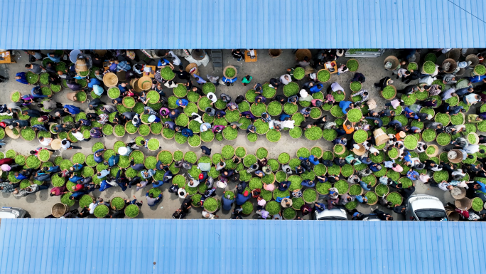 蒙顶山春茶上市鲜茶叶交易市场茶叶买卖