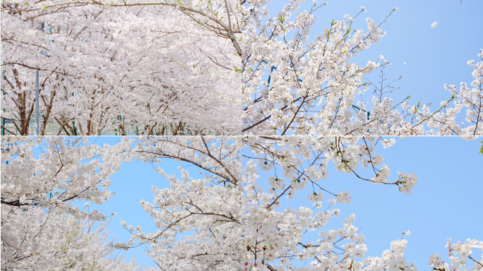 春天盛开的樱花唯美空镜