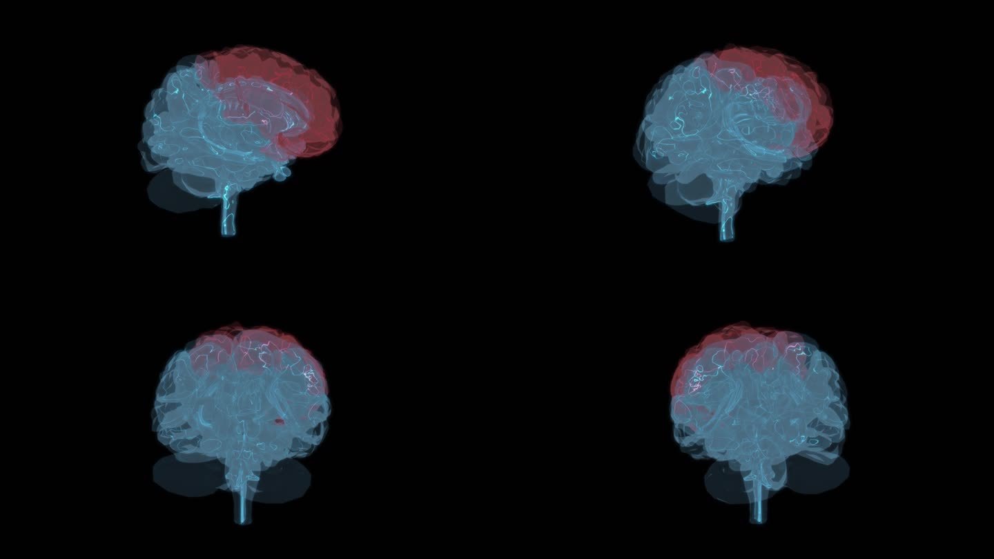 额叶 大脑小脑脑部头部大脑容量智慧头骨9