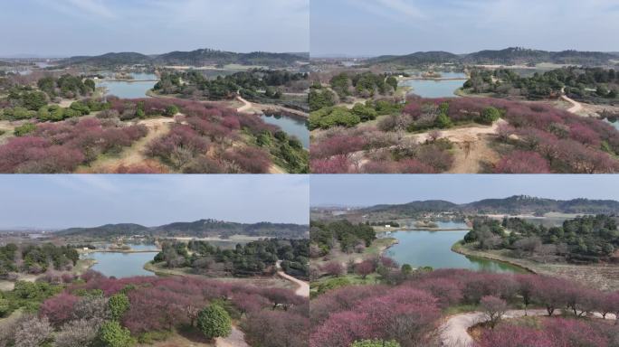 山水、梅花、湖面、航拍\风景