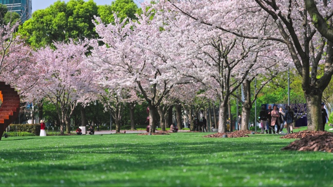 上海静安雕塑公园樱花花瓣飘落