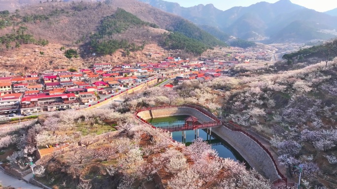 城阳山色峪樱桃花