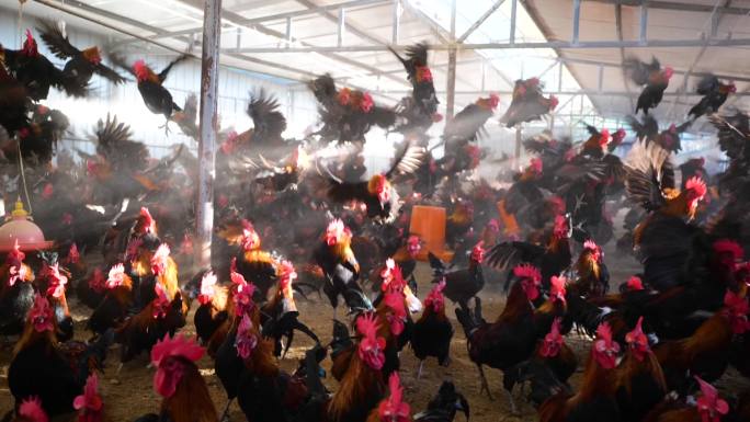 鸡飞狗跳一群鸡起飞养鸡厂本地鸡养殖生态鸡