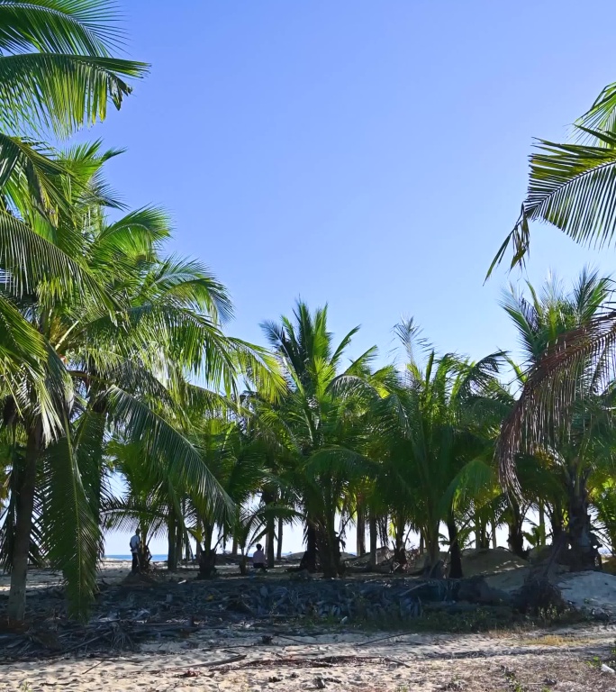 海南三亚大海黄昏椰树椰林沙滩风光