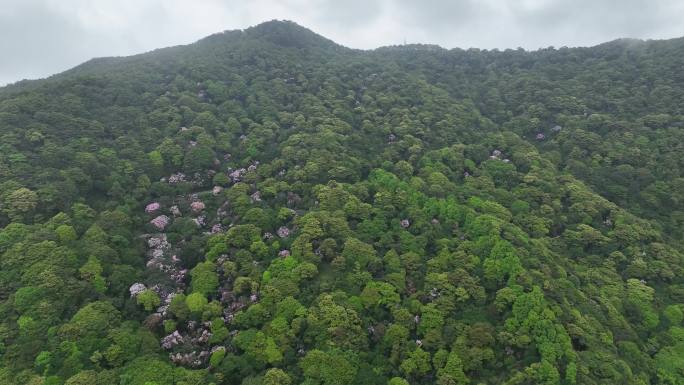 深圳梧桐山