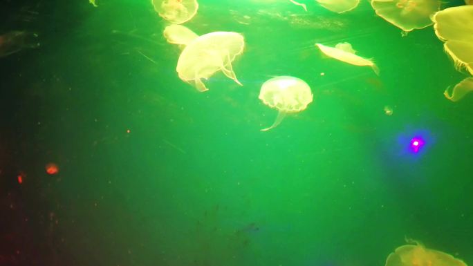 多种灯光背景下水母游动的唯美画面