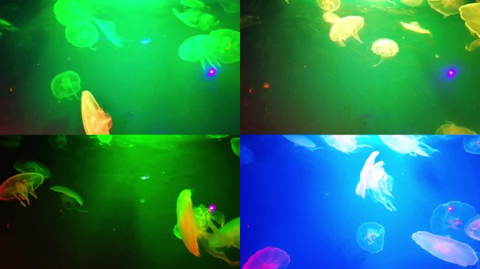 多种灯光背景下水母游动的唯美画面