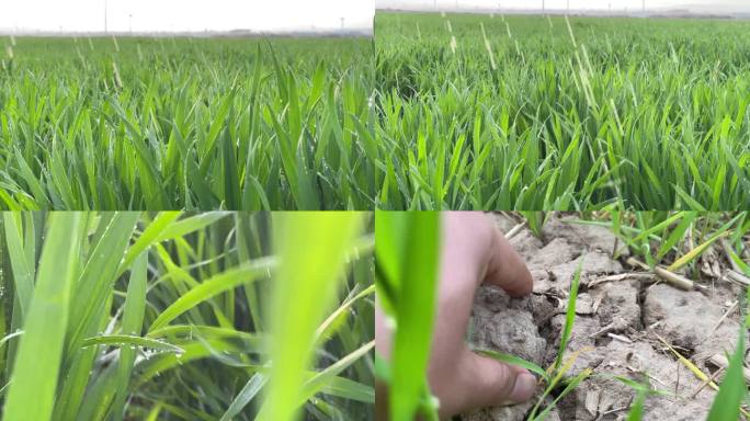 实拍现代化农田小麦浇水灌溉