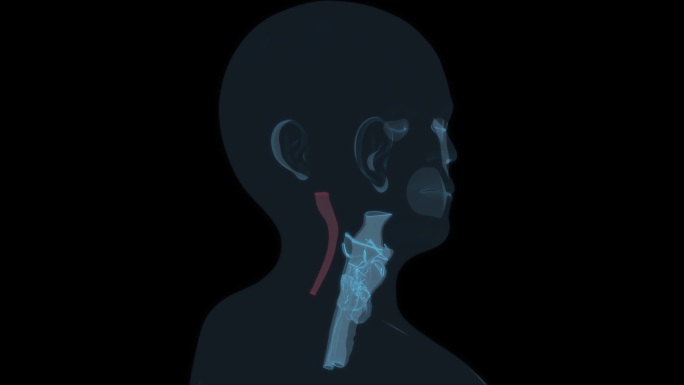 脊髓颈 脖子脊椎咽喉耳鼻喉科五官科头部9