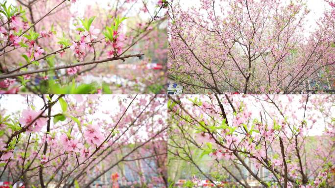 开花 花朵 春暖花开