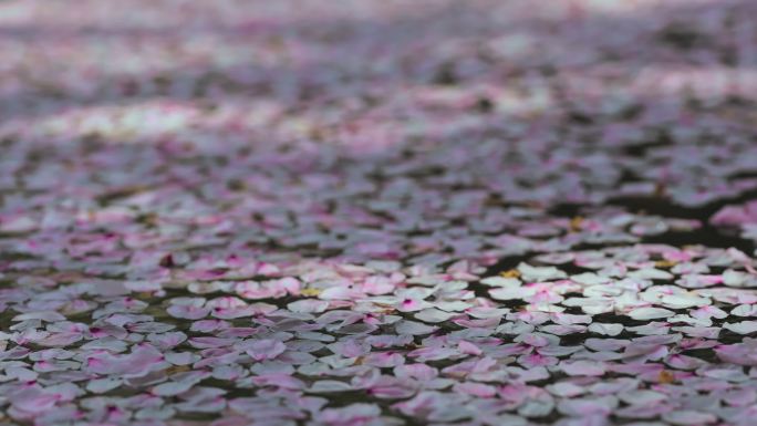 陆家嘴东昌路地铁站水面樱花特写画面