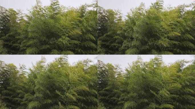 4K高清航拍近景竹林