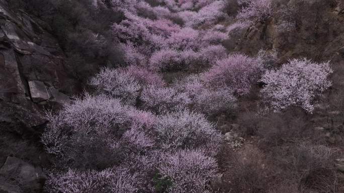 2024西安蓝田秦岭春天三凤山桃花沟航拍