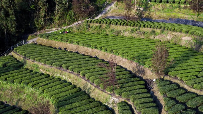 山区茶园采茶茶叶绿茶红茶茶山